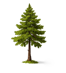Pine tree